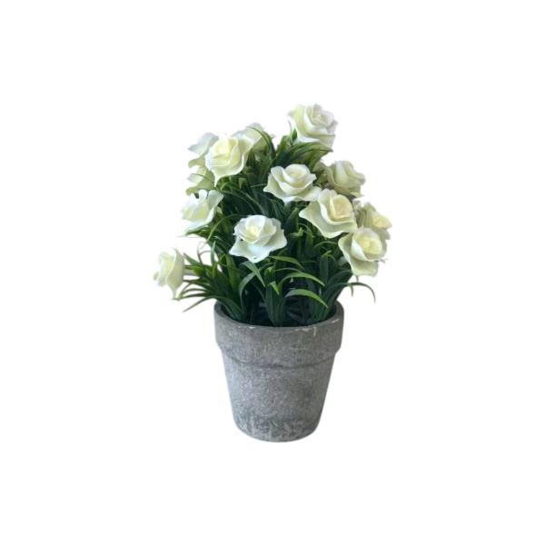 FXY-4305 PSEUDOGAMIAS FXY4305
