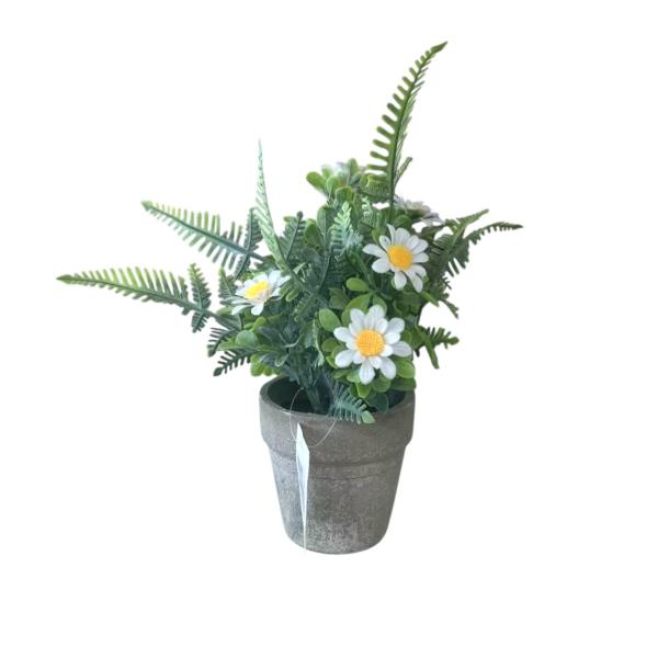 FXY-4308 PSEUDOGAMIAS FXY4308
