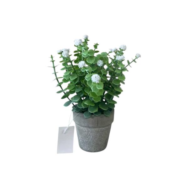 FXY-4306 PSEUDOGAMIAS FXY4306