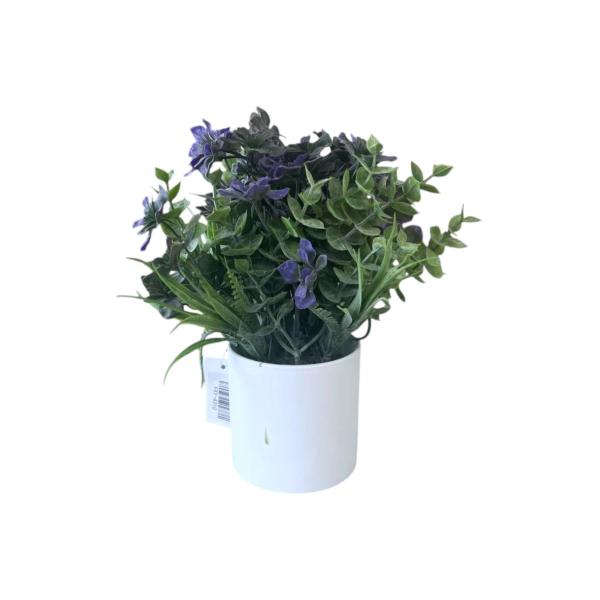 FXY-4310 PSEUDOGAMIAS FXY4310